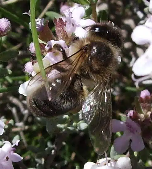 Les sous-espèces d’abeilles et tous les type de croisements - APICULTEUR DÉBUTANT