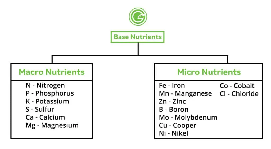 Nutrients Found in Hydroponics