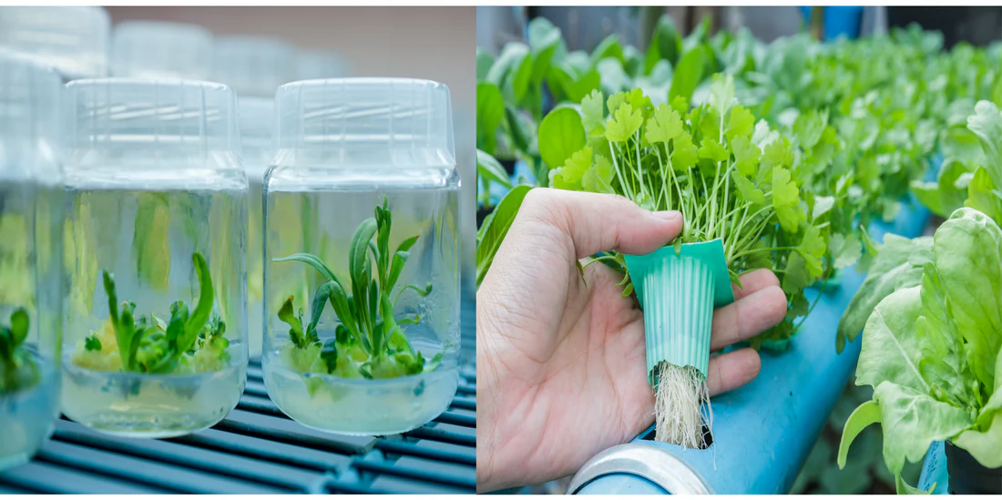 Hydroponic propagation techniques