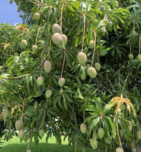 Mango Tree