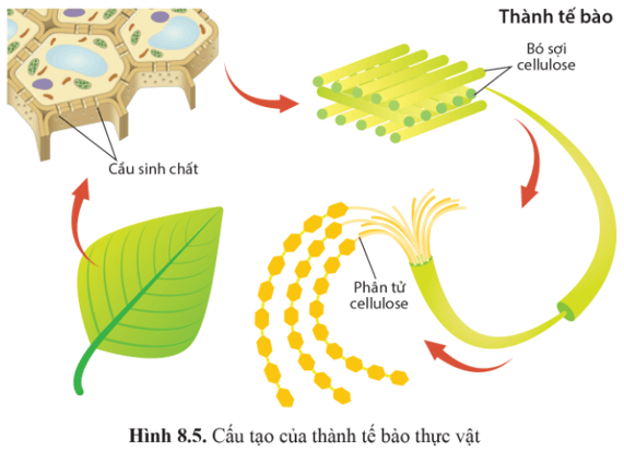 BÀI 8 - CẤU TRÚC TẾ BÀO NHÂN THỰC