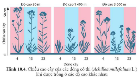 BÀI 10. MỐI QUAN HỆ GIỮA KIỂU GENE, MÔI TRƯỜNG VÀ KIỂU HÌNH