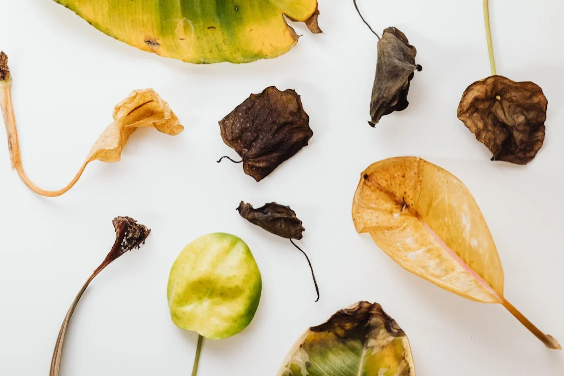 Leaves from over-fertilized plants displayed on a table, showing yellow and brown patches.