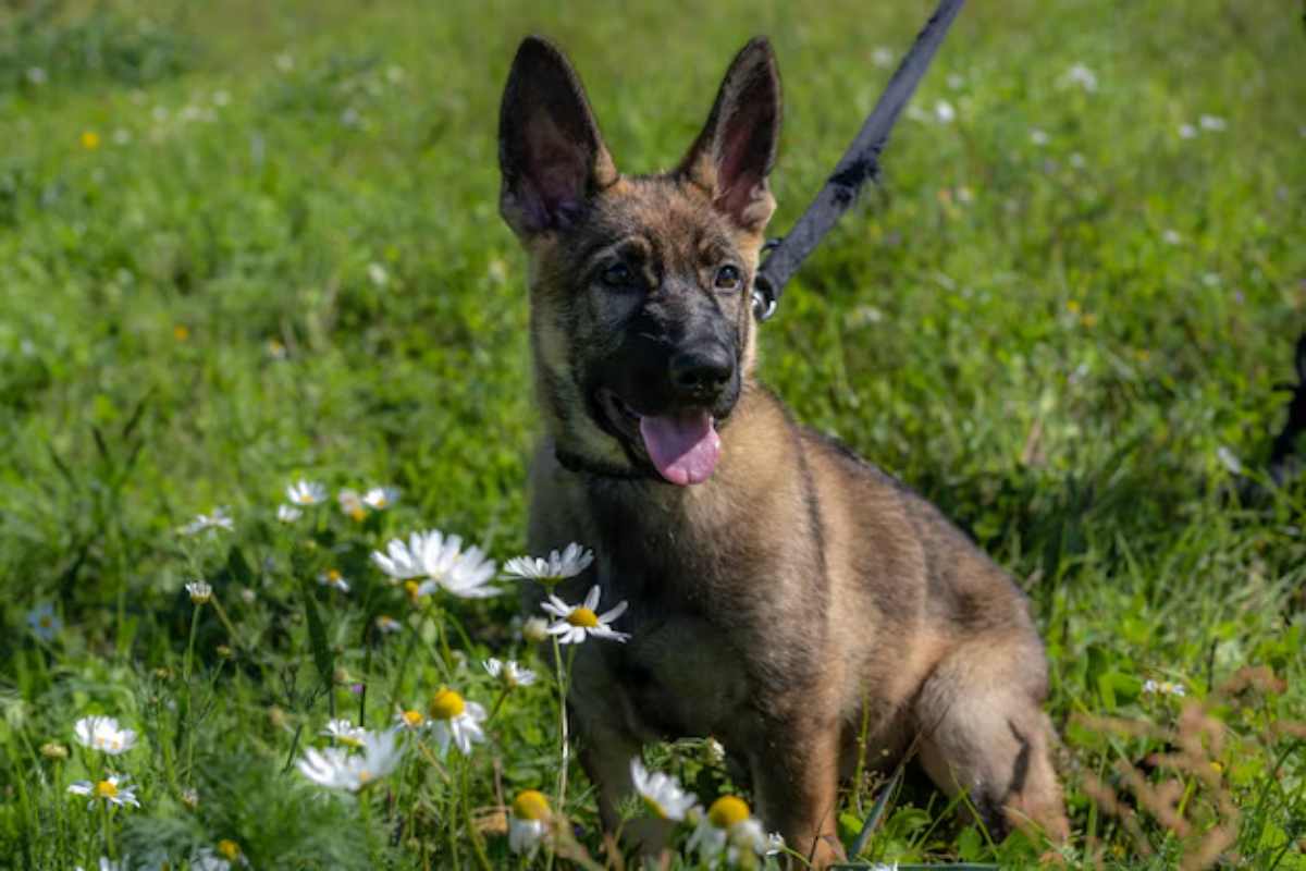 Belgian Malinois dog similar to German Shepherd standing in forest 