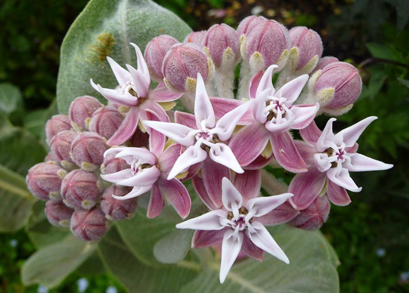 Milkweed Flowers and Pollination