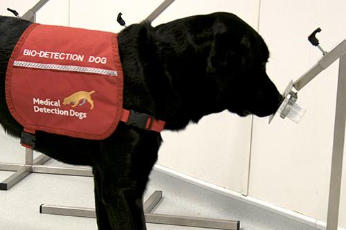 A dog sniffing a door

AI-generated content may be incorrect.