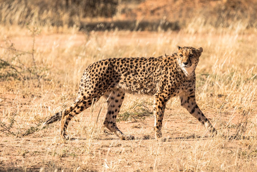 Leopard on a Field in Sunlight