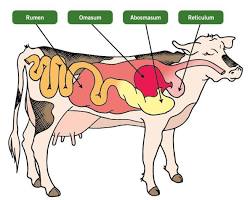 Image of Cow stomach