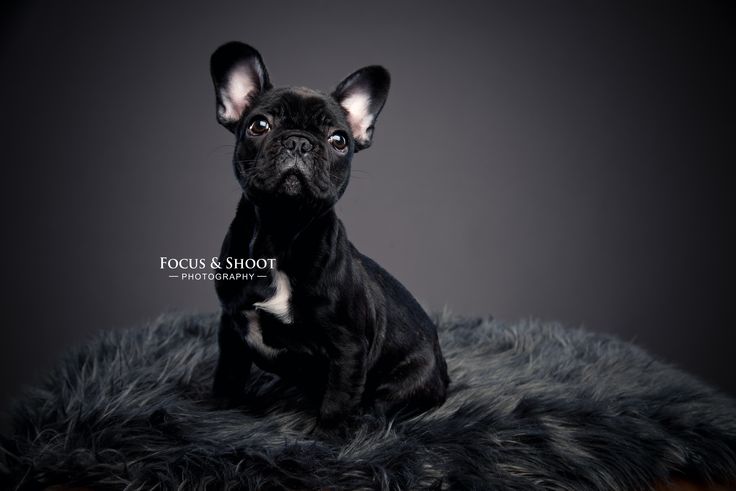Charming photography of a dog posed on a cushion against a sleek black backdrop