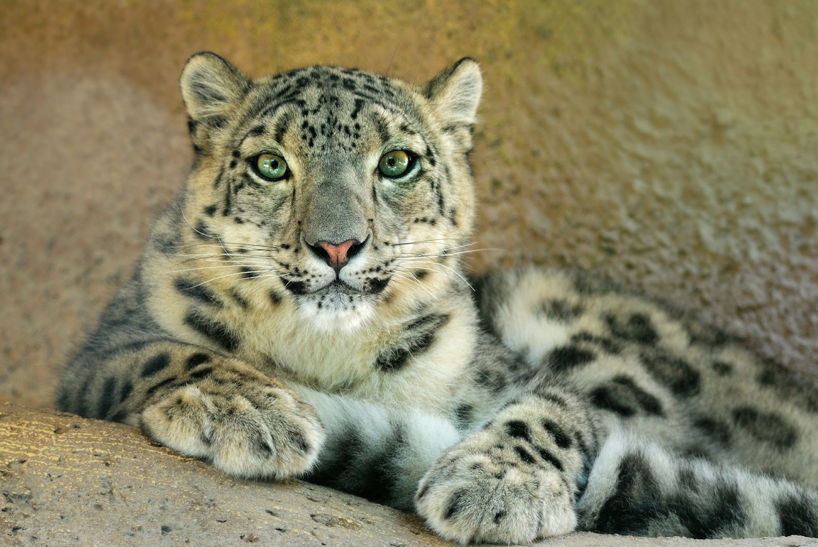 Snow Leopard resting
