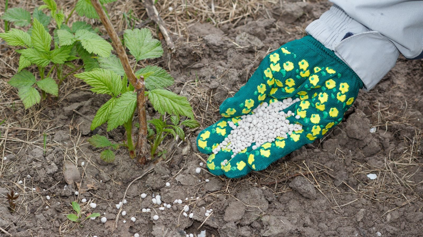 A shot of a person in the process of provide a balanced fertilizer to developing plants in a well lit area outdoors