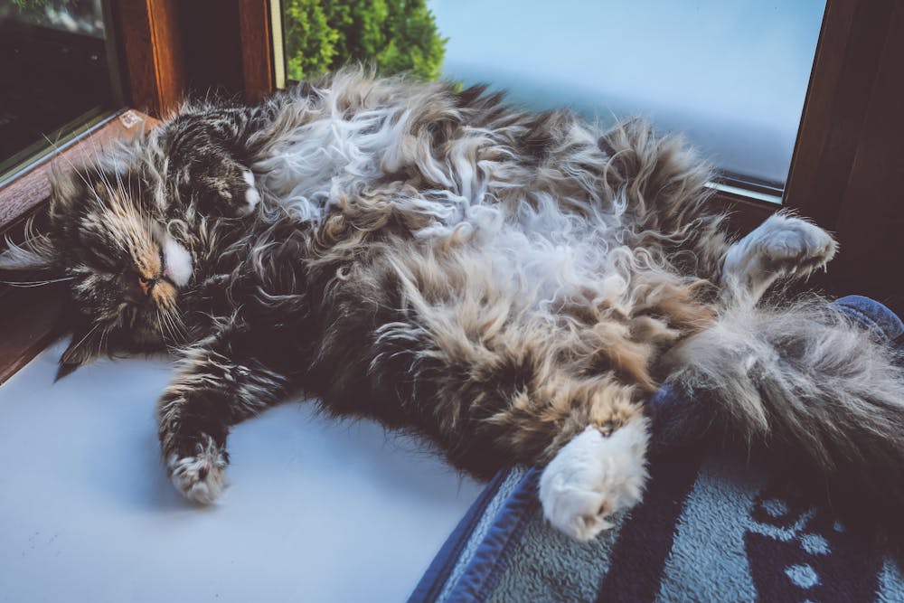 Cat Lying on Rug