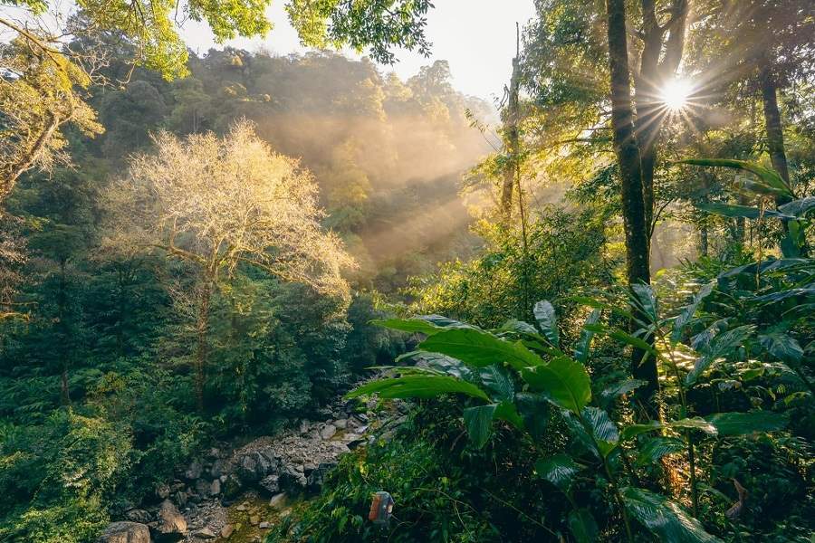 Pristine and mysterious primary forests 