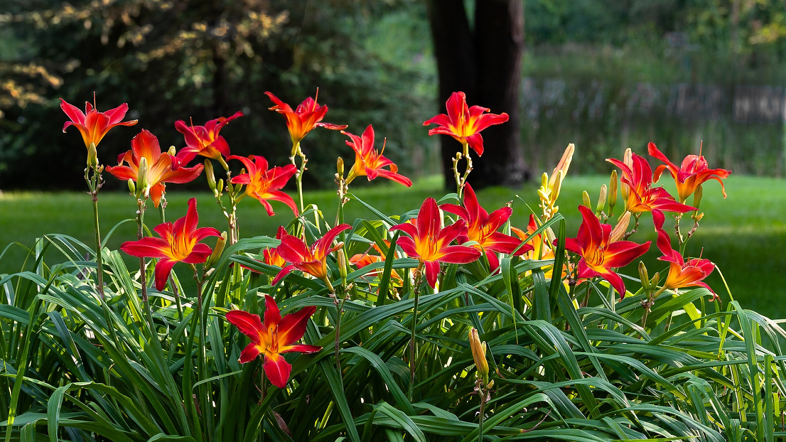 Daylilies: The Perfect Perennial for Colorful Gardens