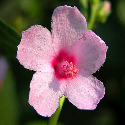 Burr Mallow Flower