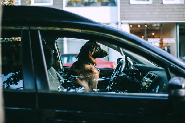 Wholesale Auto Trends: What to Expect in 2024