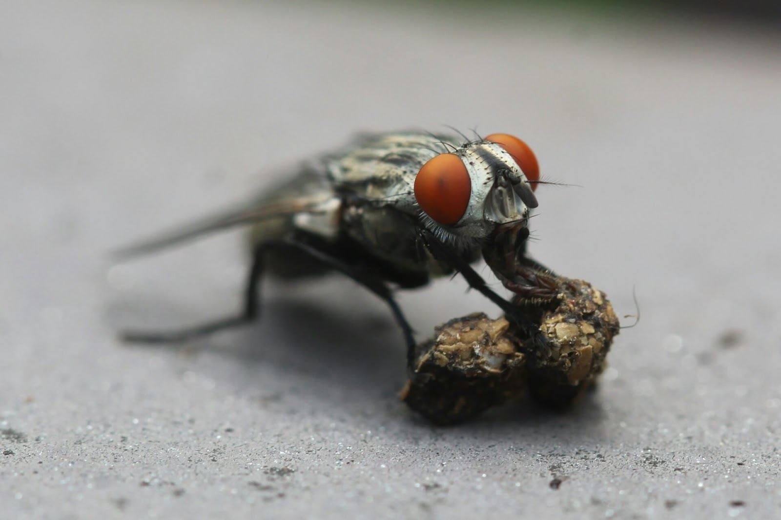 Fly feeding on a food morsel.