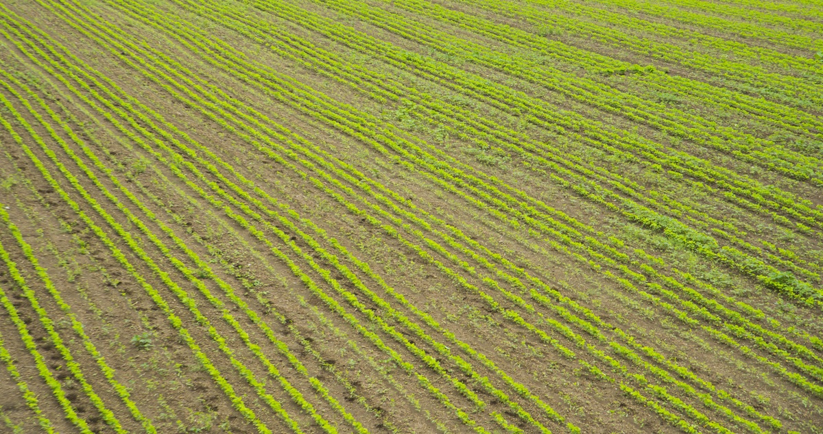 Organic Farms