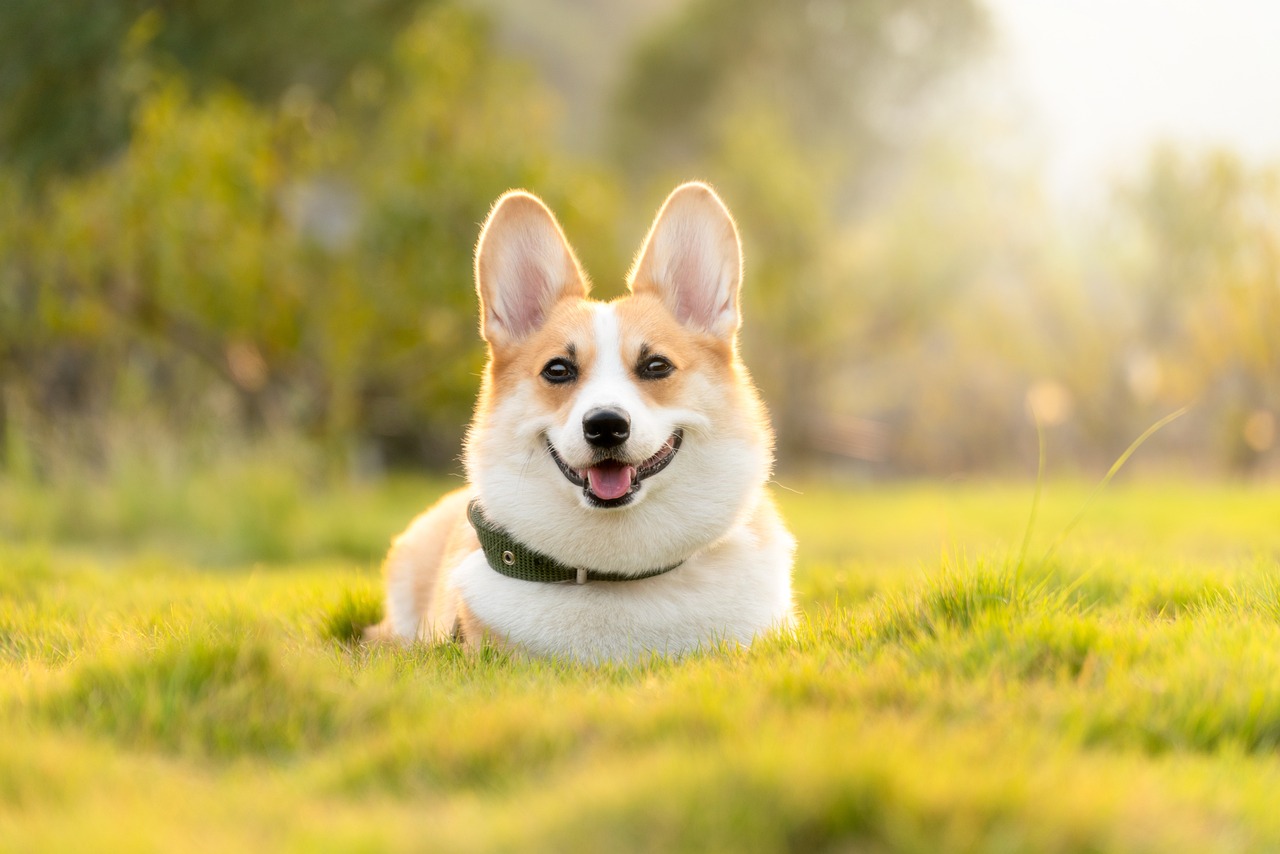Aluminum Dog Beds: Benefits and Tips for Choosing the Best Fit for Your Dog
