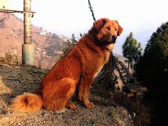 Top Dog Breeds in India That Are Resilient and Loving