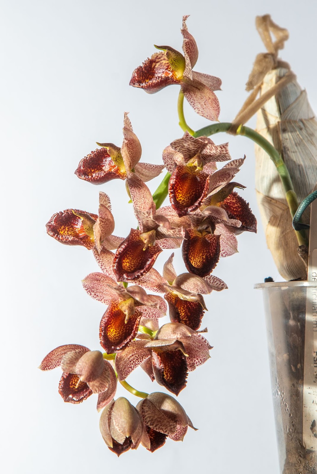 Orquídea bege com bolinhas marrons dentro de um vaso de plástico transparente e atrás um fundo branco.