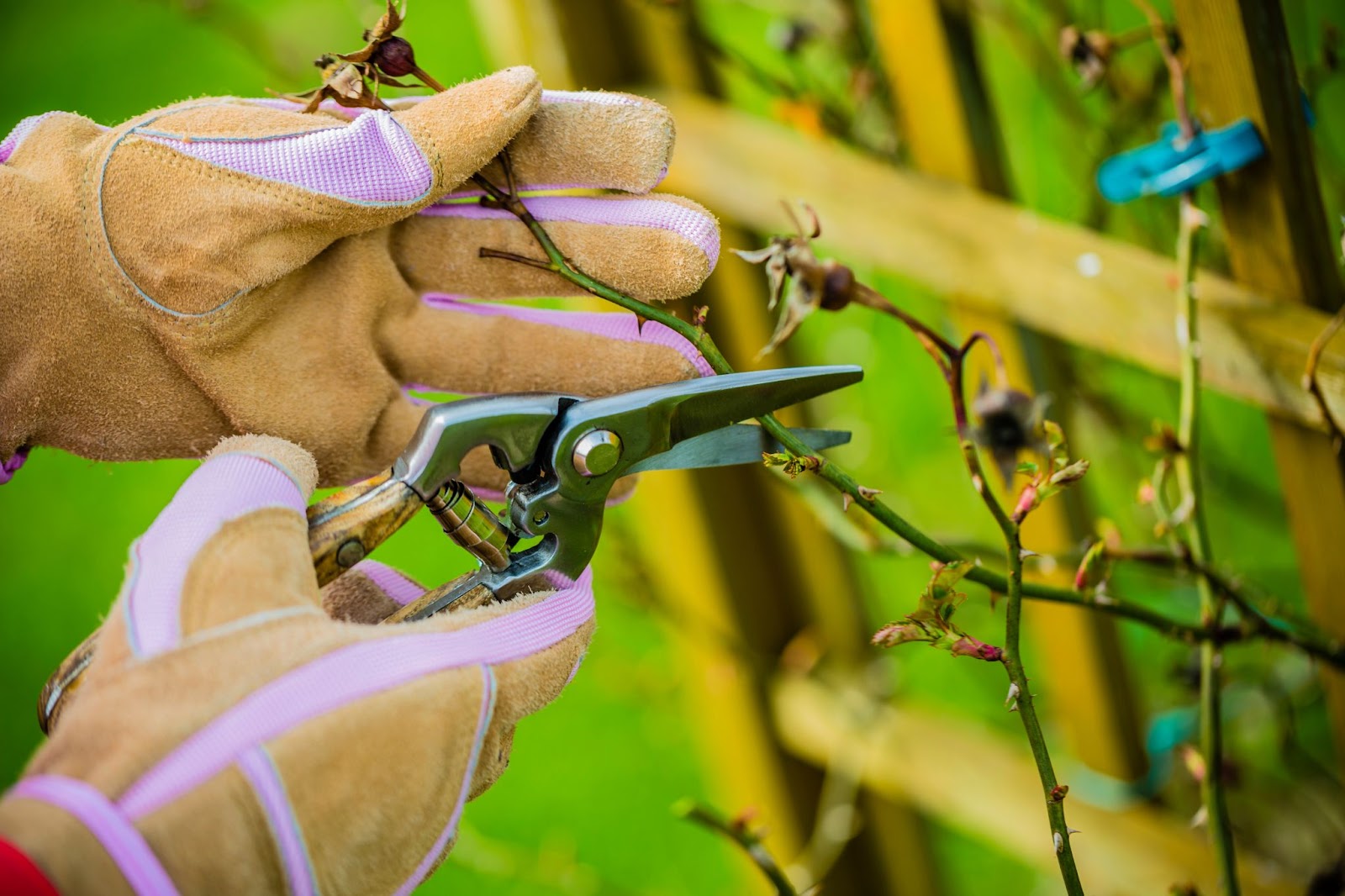 garden trim cut