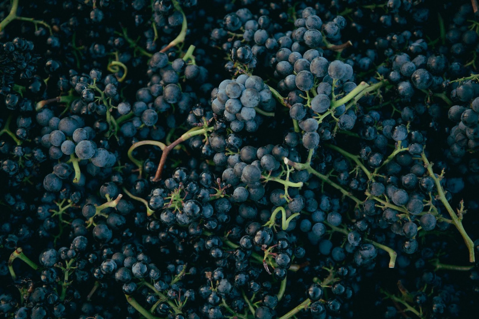 burgundy grapes France