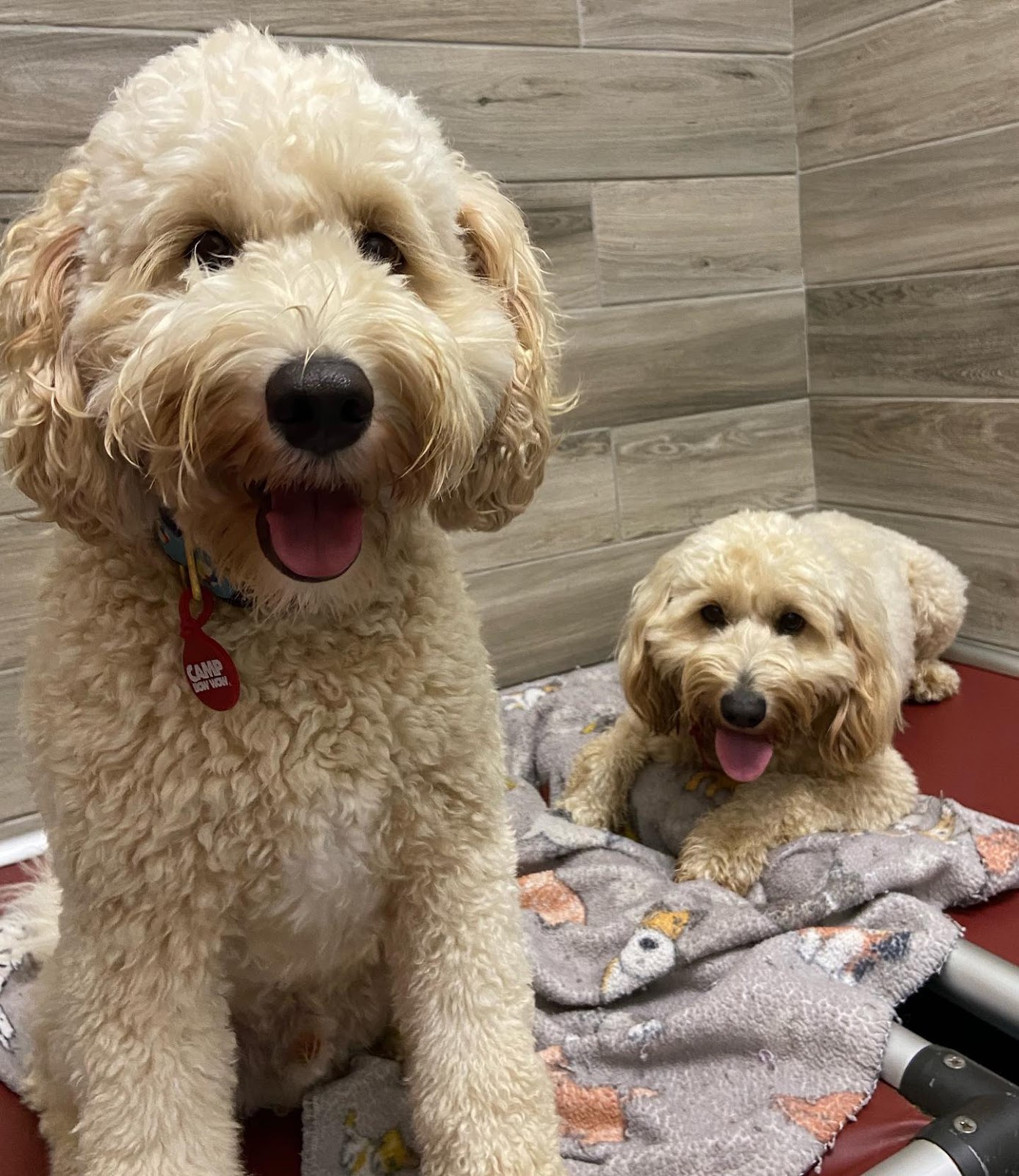 Doodle dogs boarding at Camp Bow Wow in luxury suite