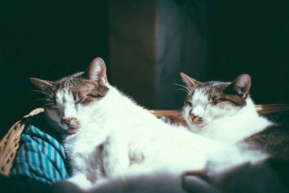 Cute lazy cats sleeping on pillow in basket