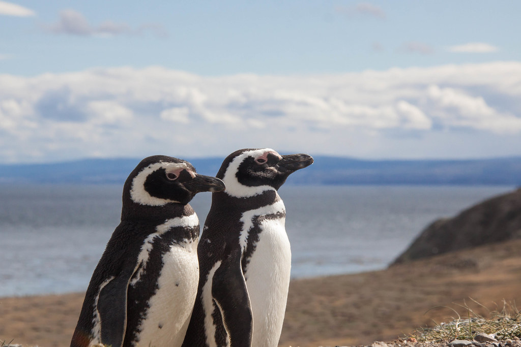 Pair of penguins.