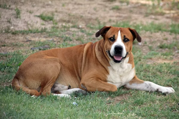 Brown and white dog lying on grass&nbsp;