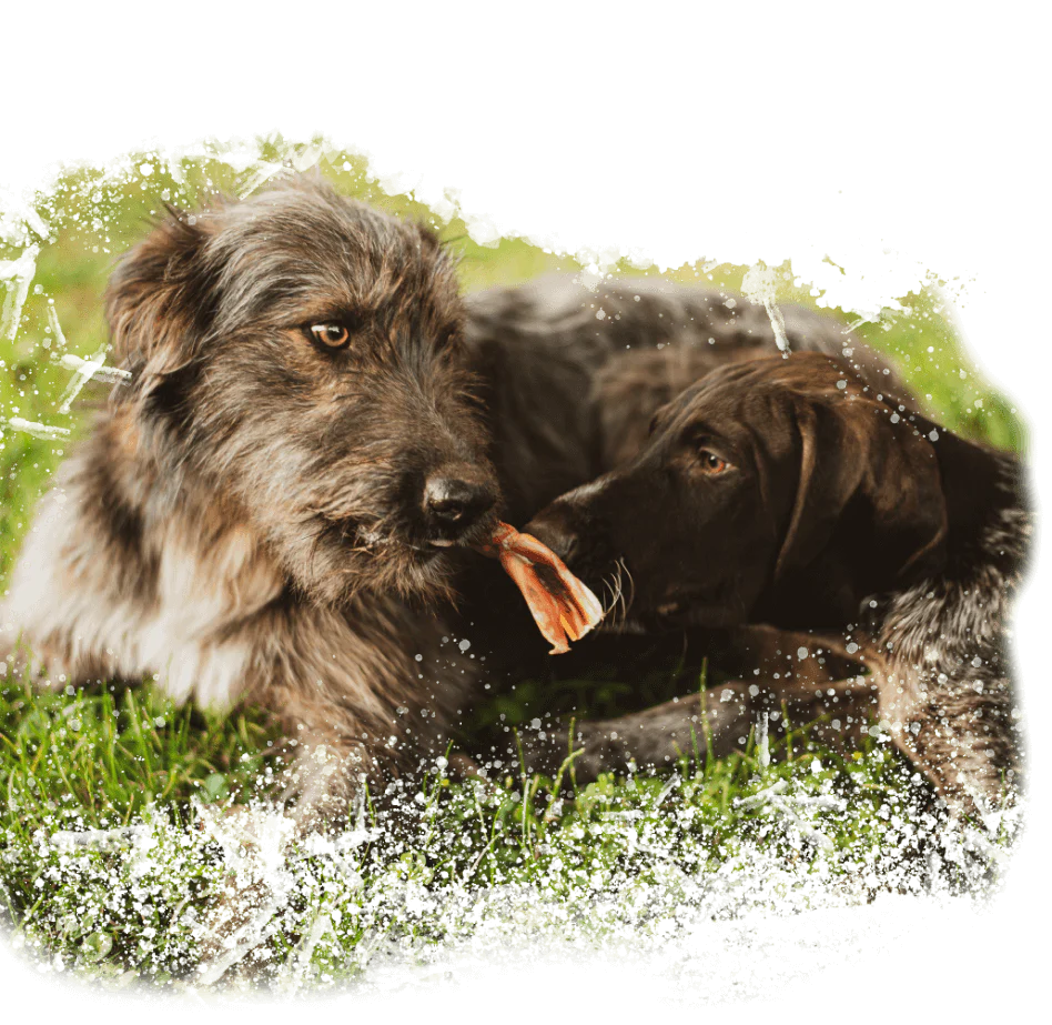 natural farm bully sticks