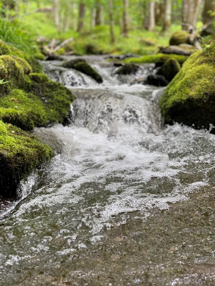 Cascading mountain stream flowing over  mossy rocks at The Retreats at Spring Creek Preserve.