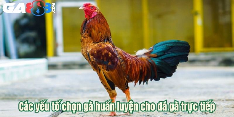 Các yếu tố chọn gà huấn luyện cho đá gà trực tiếp