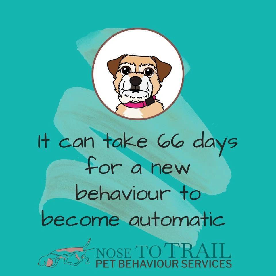 small dog with the writing "it can take 66 days for a new behaviour to become automatic"