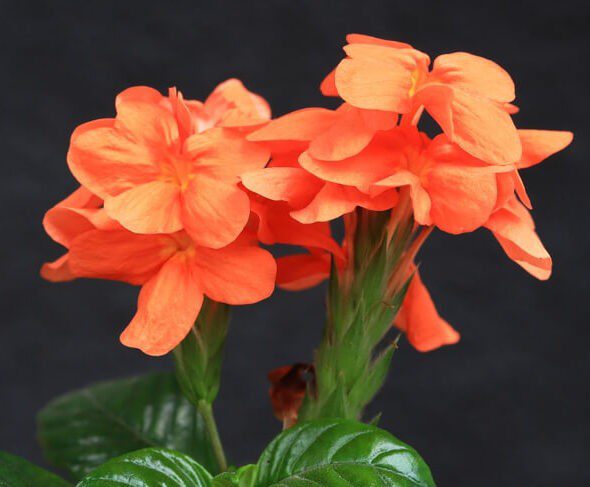 Crossandra