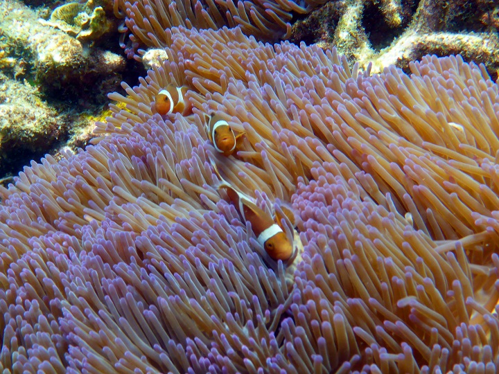 Snorkeling Coral Island in Malaysia - Vagabond Disposition