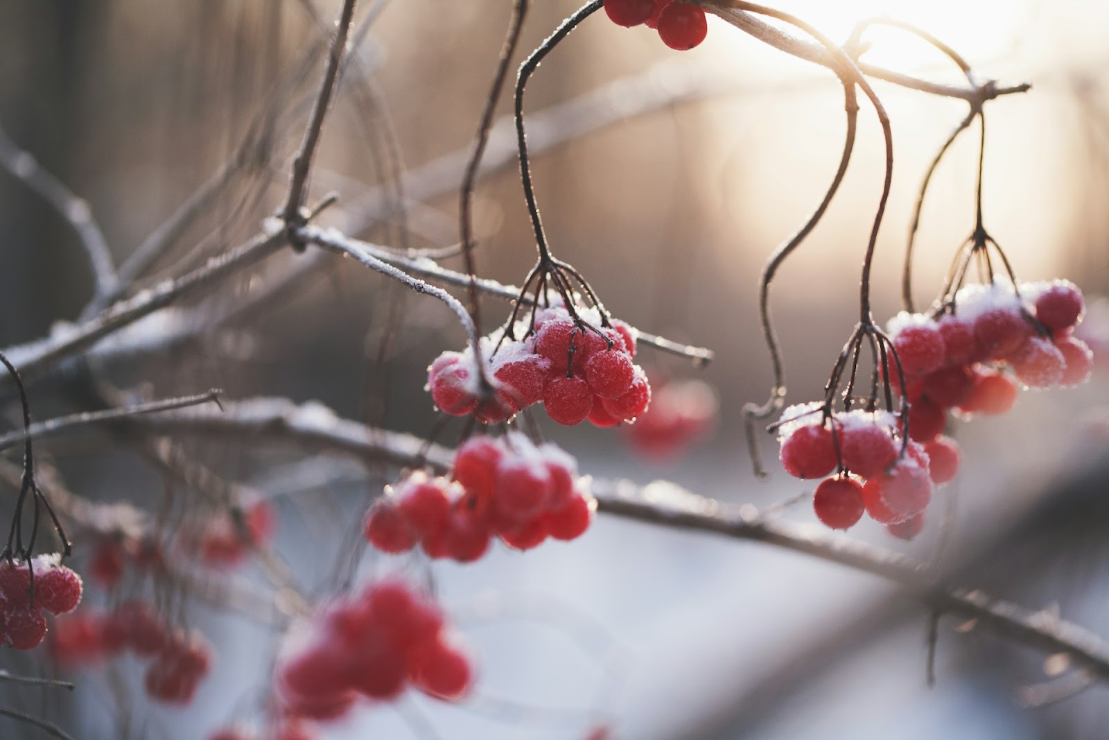 Winter Plant Care