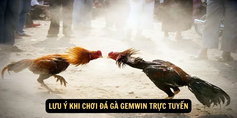 Lưu ý khi chơi đá gà Gemwin trực tuyến