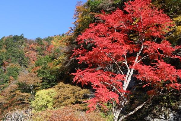 中津峡の紅葉