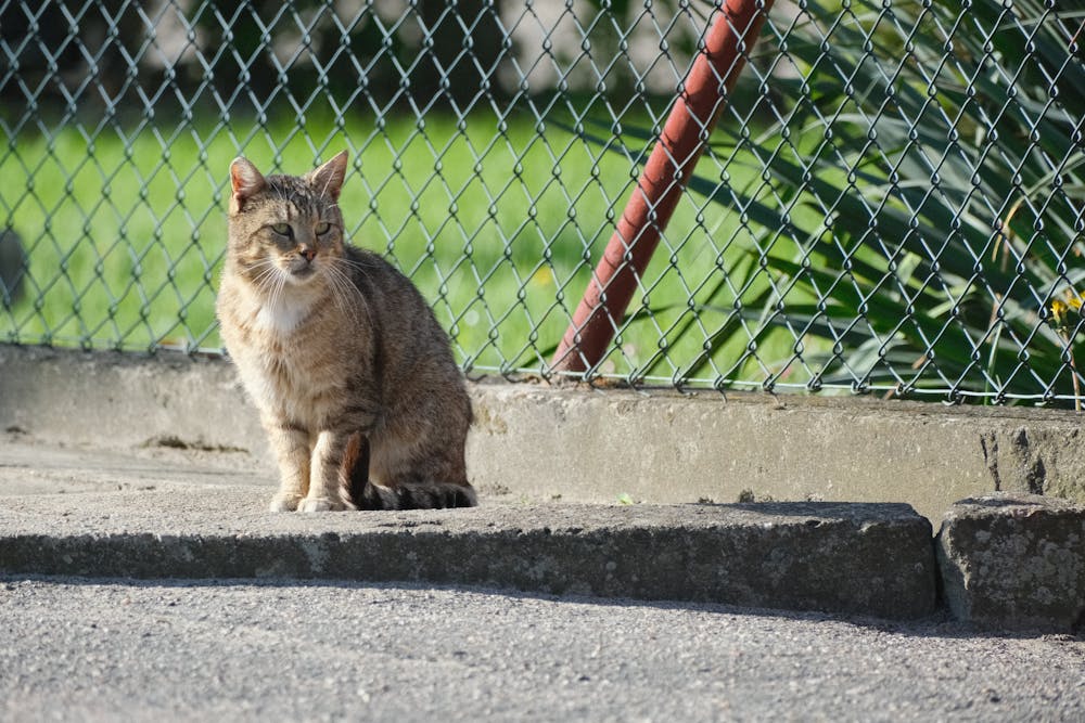 Calm Cat Sitting by a Fence in Sunlight