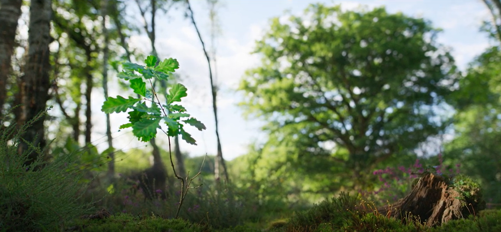 Immagine che contiene aria aperta, erba, vegetazione, cielo

Il contenuto generato dall'IA potrebbe non essere corretto.