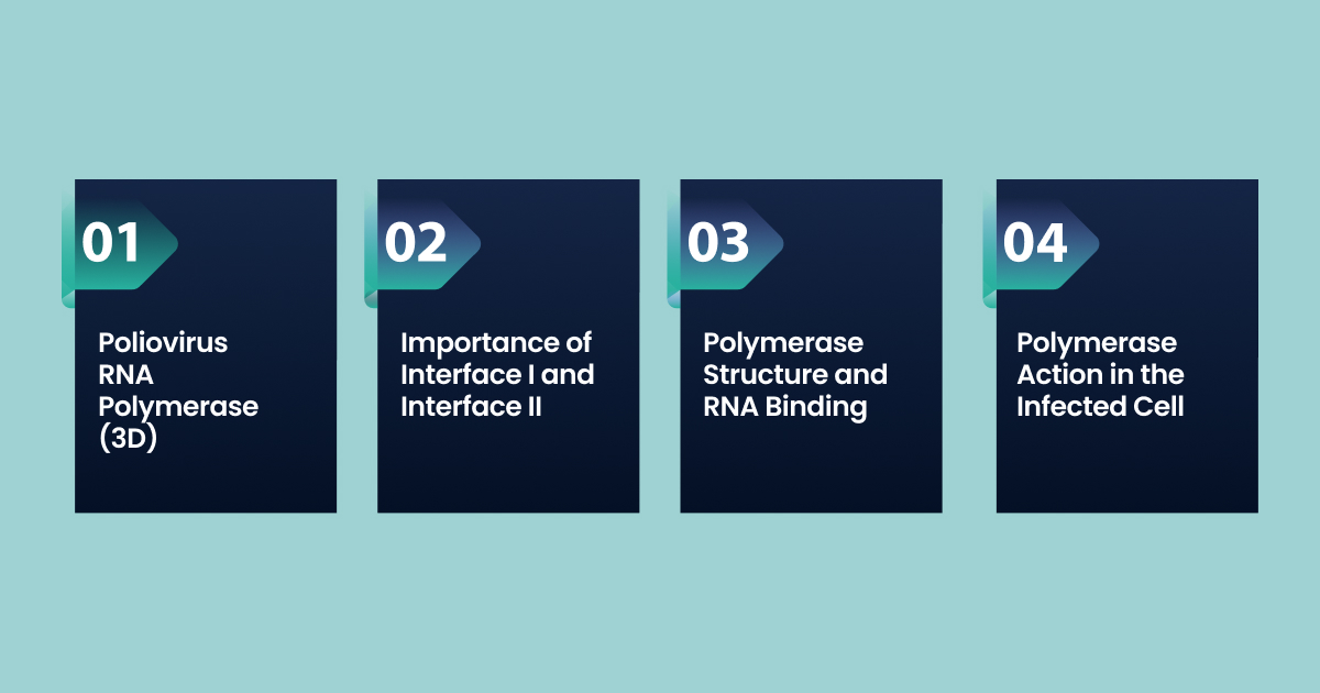 Functional Analysis of RNA in Poliovirus RNA Replication