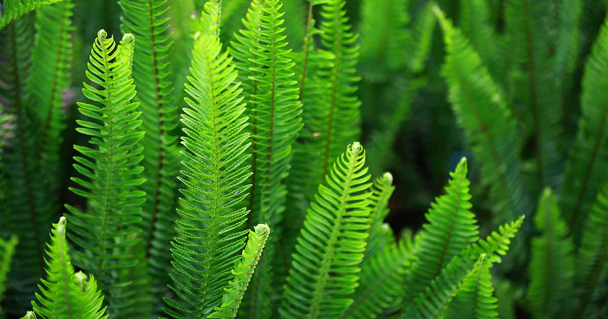 How to Prepare the Fern Garden