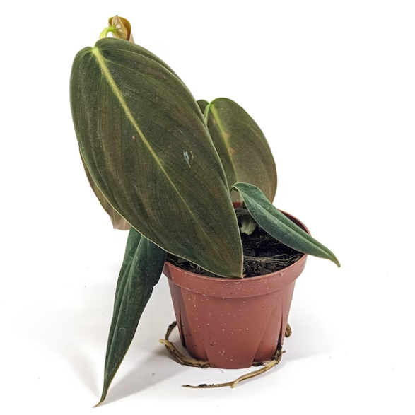 Philodendron Gigas