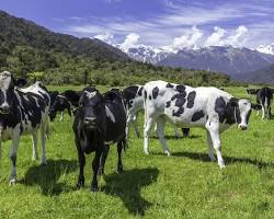 Image of Cows socialising