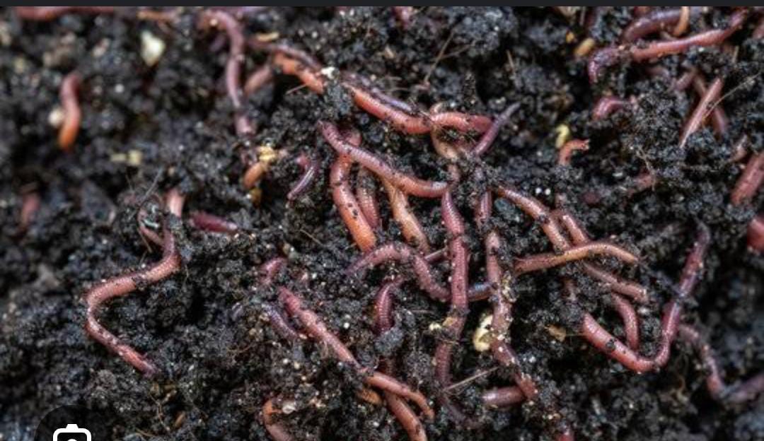 Boost Your Farming Game: How to Prepare Vermicompost Today