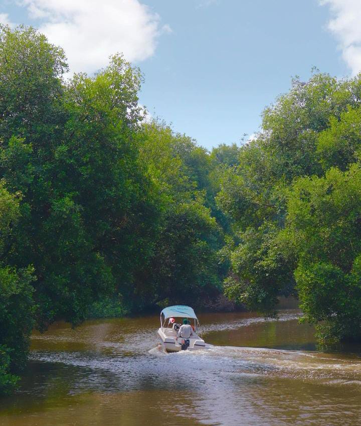 Eksplorasi Hijau di Tengah Kota: Keindahan Taman Wisata Alam Mangrove Angke Kapuk