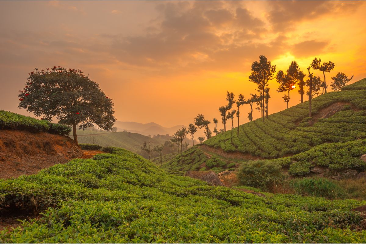 places to visit while travelling from kochi to munnar