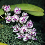 flowers name in kannada with picture